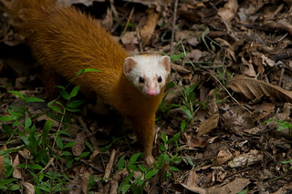 Illustration for article titled Monday Mustelid - Mustela nidipes Edition
